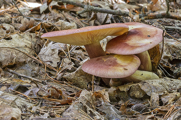 čírovec červenožltý Tricholomopsis rutilans (Schaeff.) Singer