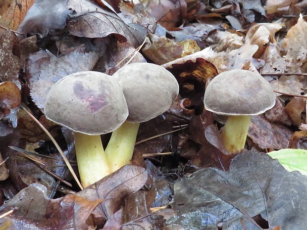 suchohríb zamatový Xerocomellus pruinatus (Fr.) Šutara