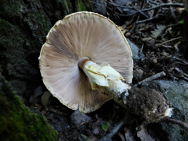 pečiarka obrovská Agaricus augustus Fr.