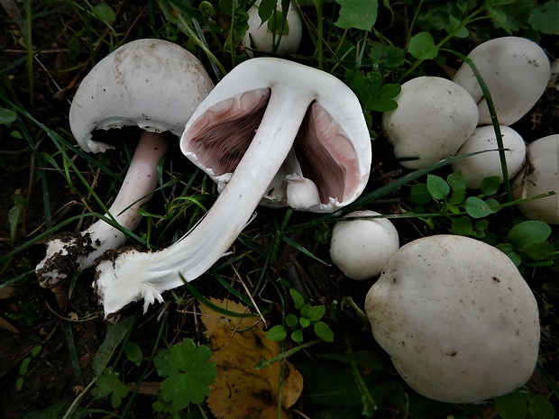 pečiarka Agaricus sp.