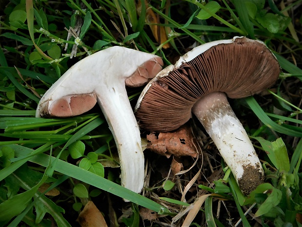 pečiarka Agaricus sp.