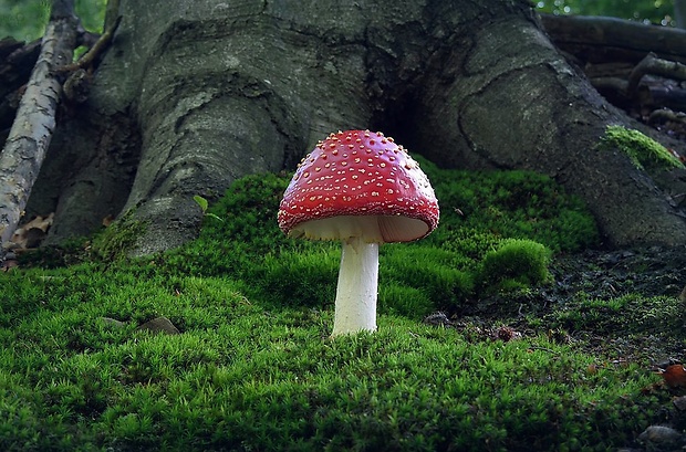 muchotrávka červená Amanita muscaria (L.) Lam.