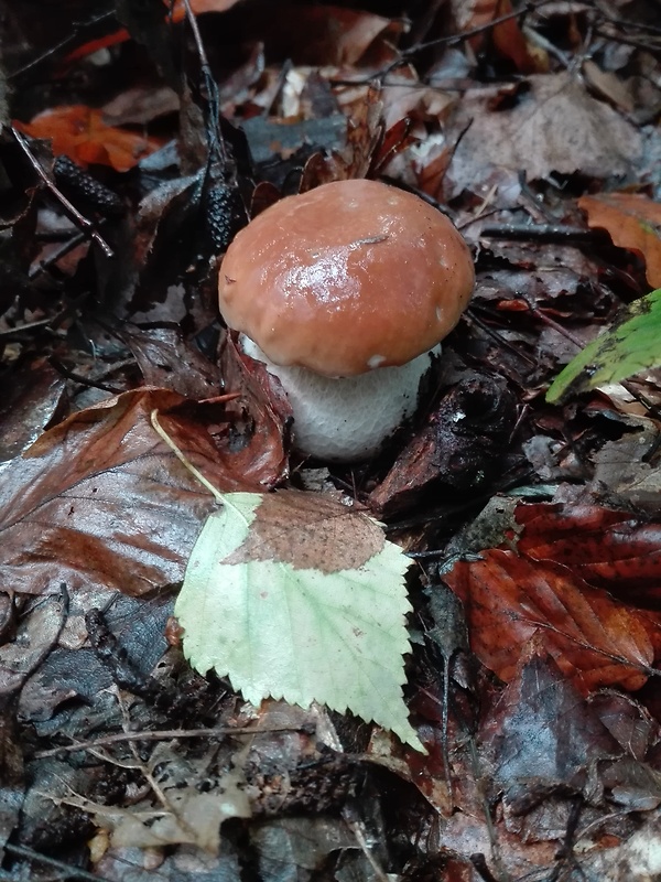 hríb smrekový Boletus edulis Bull.