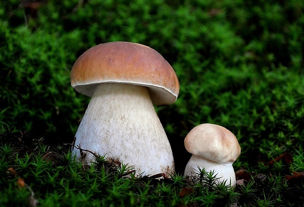 hríb smrekový Boletus edulis Bull.