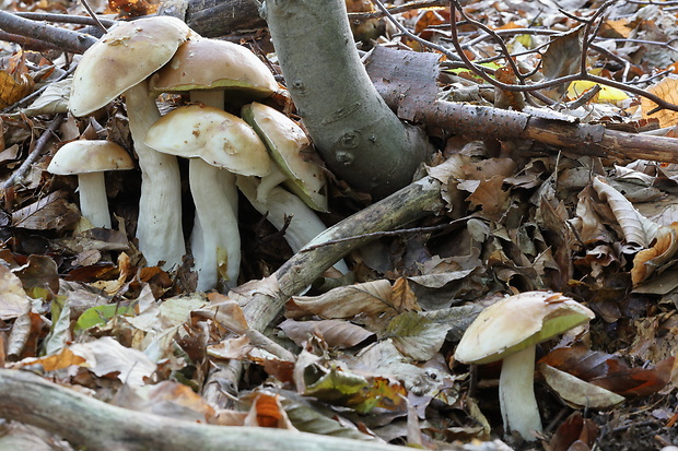 hríb smrekový Boletus edulis Bull.