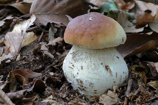 hríb smrekový Boletus edulis Bull.