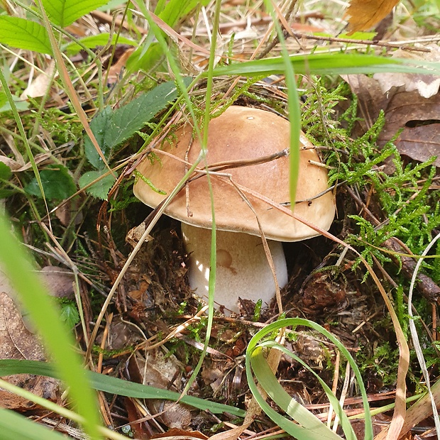 hríb smrekový Boletus edulis Bull.