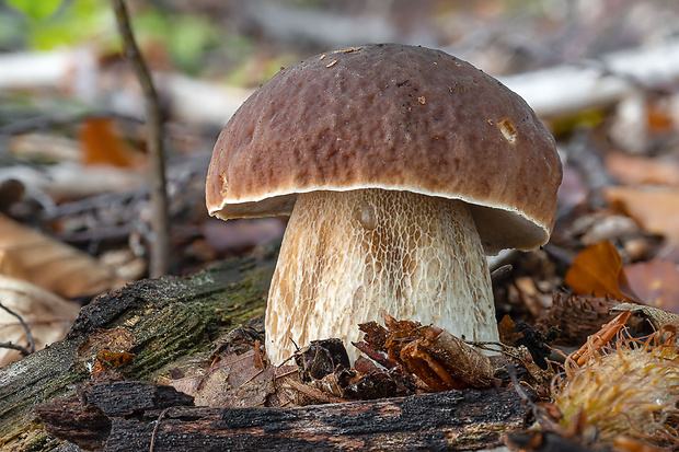 hríb smrekový Boletus edulis Bull.