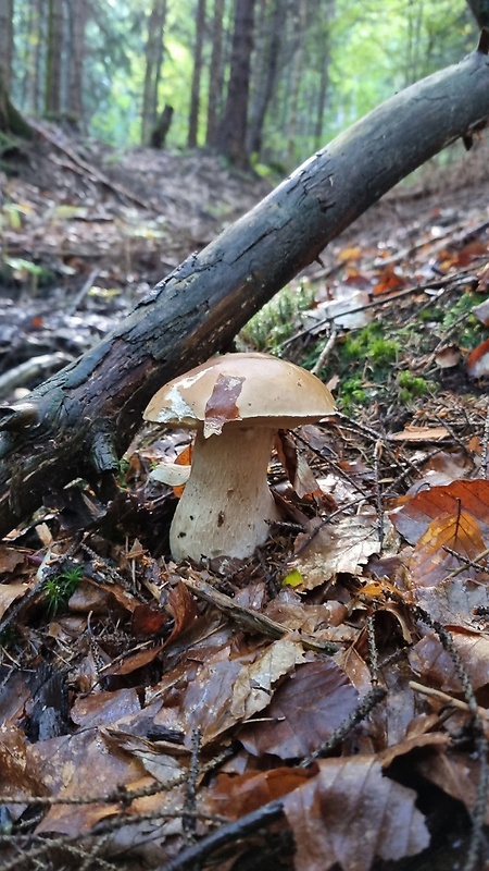 hríb smrekový Boletus edulis Bull.