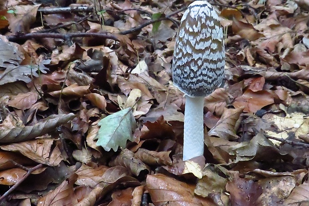 hnojník strakatý Coprinopsis picacea (Bull.) Redhead, Vilgalys & Moncalvo