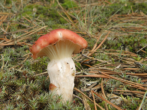 sliziak ružový Gomphidius roseus (Fr.) Oudem.