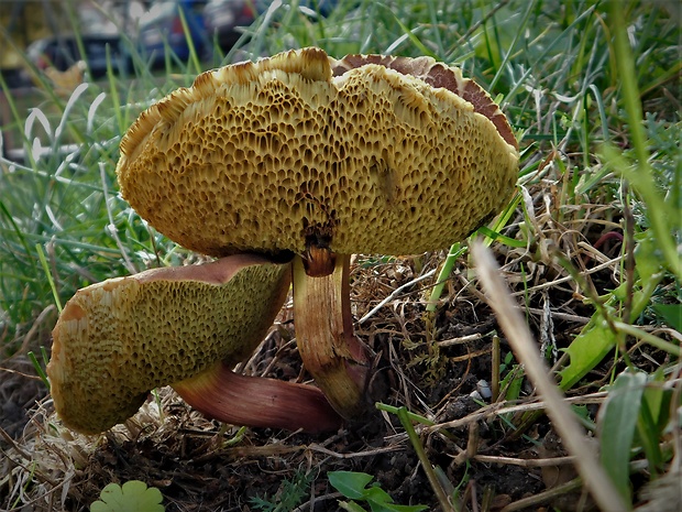 suchohríb pieskomilný Hortiboletus bubalinus (Oolbekk. & Duin) L. Albert & Dima