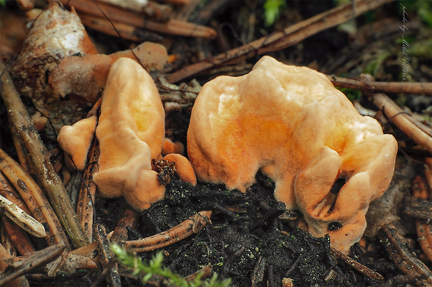 jelenkovka Hydnellum auratile (Britzelm.) Maas Geest.