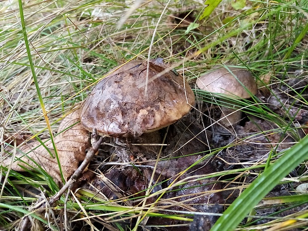 kozák topoľový Leccinum duriusculum (Schulzer ex Kalchbr.) Singer