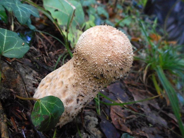 prášnica bradavičnatá Lycoperdon perlatum Pers.