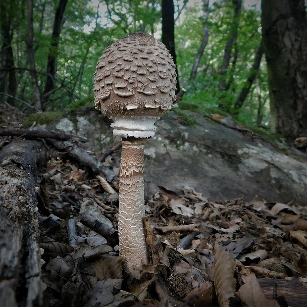 bedľa vysoká Macrolepiota procera (Scop.) Singer