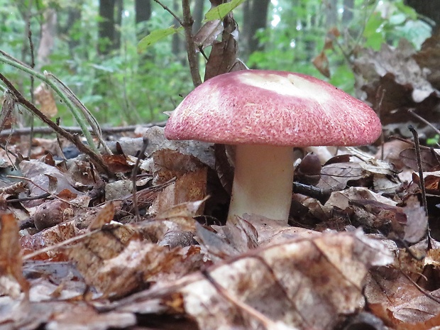 čírovec červenožltý Tricholomopsis rutilans (Schaeff.) Singer