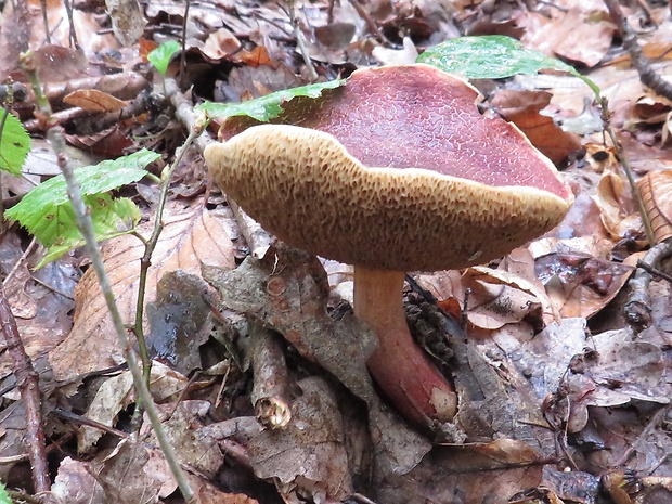 suchohríb červenohnedý Xerocomus ferrugineus (Kuntze) Singer