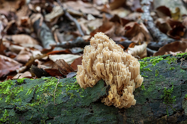 korunovec svietnikovitý Artomyces pyxidatus (Pers.) Jülich