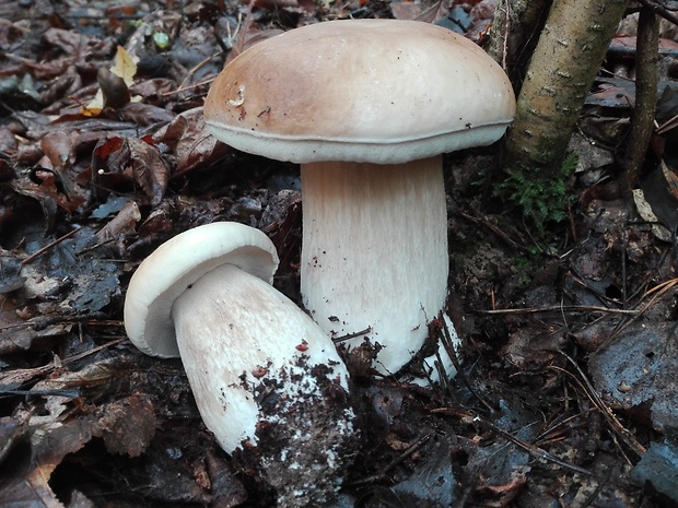 hríb smrekový Boletus edulis Bull.