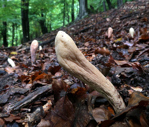 kyjak obrovský Clavariadelphus pistillaris (Fr.) Donk