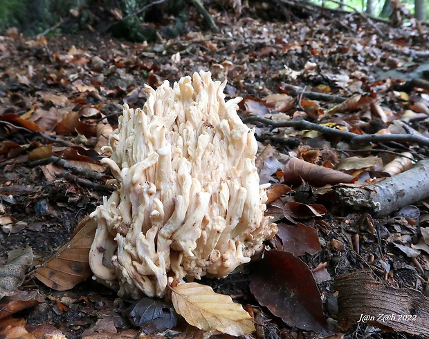 konárovka Clavulina sp.