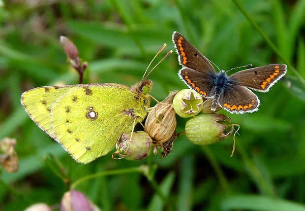 žltáčik Colias sp.