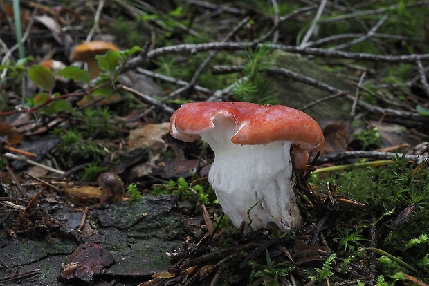 sliziak ružový Gomphidius roseus (Fr.) Oudem.