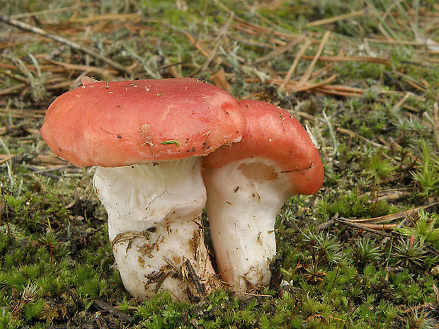 sliziak ružový Gomphidius roseus (Fr.) Oudem.