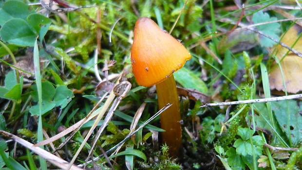 lúčnica hrotitá Hygrocybe acutoconica (Clem.) Singer