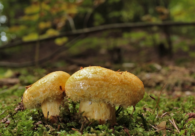 rýdzik nádherný Lactarius repraesentaneus Britzelm.