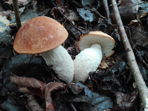 kozák osikový Leccinum albostipitatum den Bakker & Noordel.