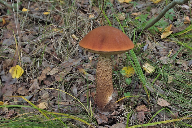 kozák Leccinum sp.