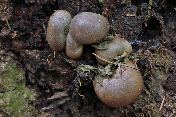 vlčinka veľká Lycogala flavofuscum (Ehrenb.) Rostaf.