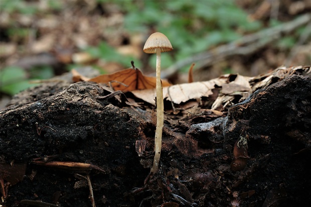 prilbička Mycena sp.