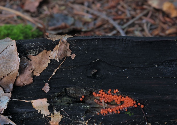 slizovka Myxomycetes