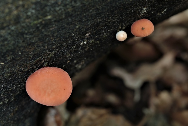 červenáčik obyčajný Rhodotus palmatus (Bull.) Maire