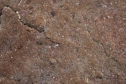ohňovec hrdzavohnedý