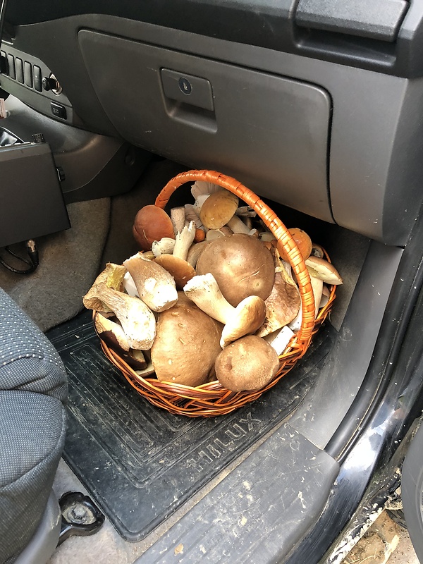 hríb smrekový Boletus edulis Bull.