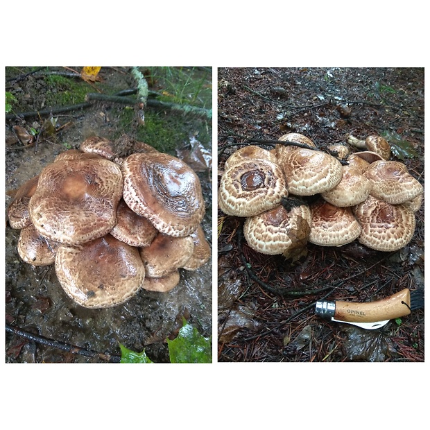 pečiarka trsovitá Agaricus bohusii Bon