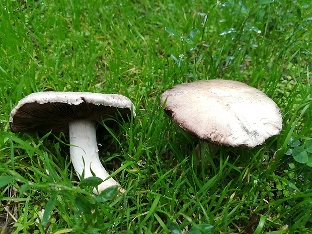 pečiarka poľná Agaricus campestris L.