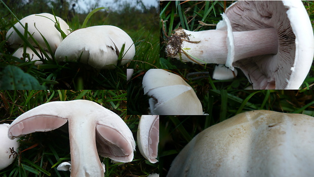 pečiarka poľná Agaricus campestris L.