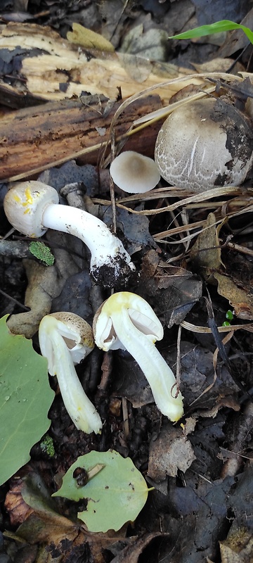 pečiarka perličková Agaricus praeclaresquamosus var. praeclaresquamosus A.E. Freeman