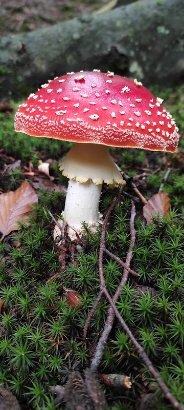 muchotrávka červená Amanita muscaria (L.) Lam.