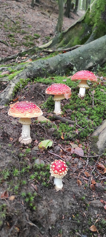 muchotrávka červená Amanita muscaria (L.) Lam.