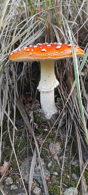 muchotrávka červená Amanita muscaria (L.) Lam.