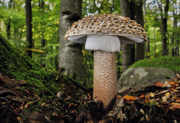 muchotrávka červenkastá Amanita rubescens Pers.