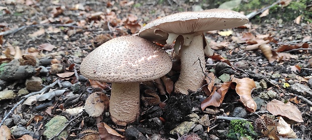 muchotrávka červenkastá Amanita rubescens Pers.