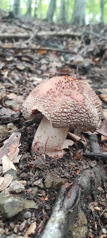 muchotrávka červenkastá Amanita rubescens Pers.