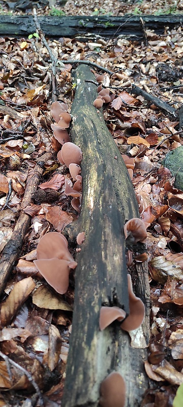 uchovec bazový Auricularia auricula-judae (Bull.) Quél.